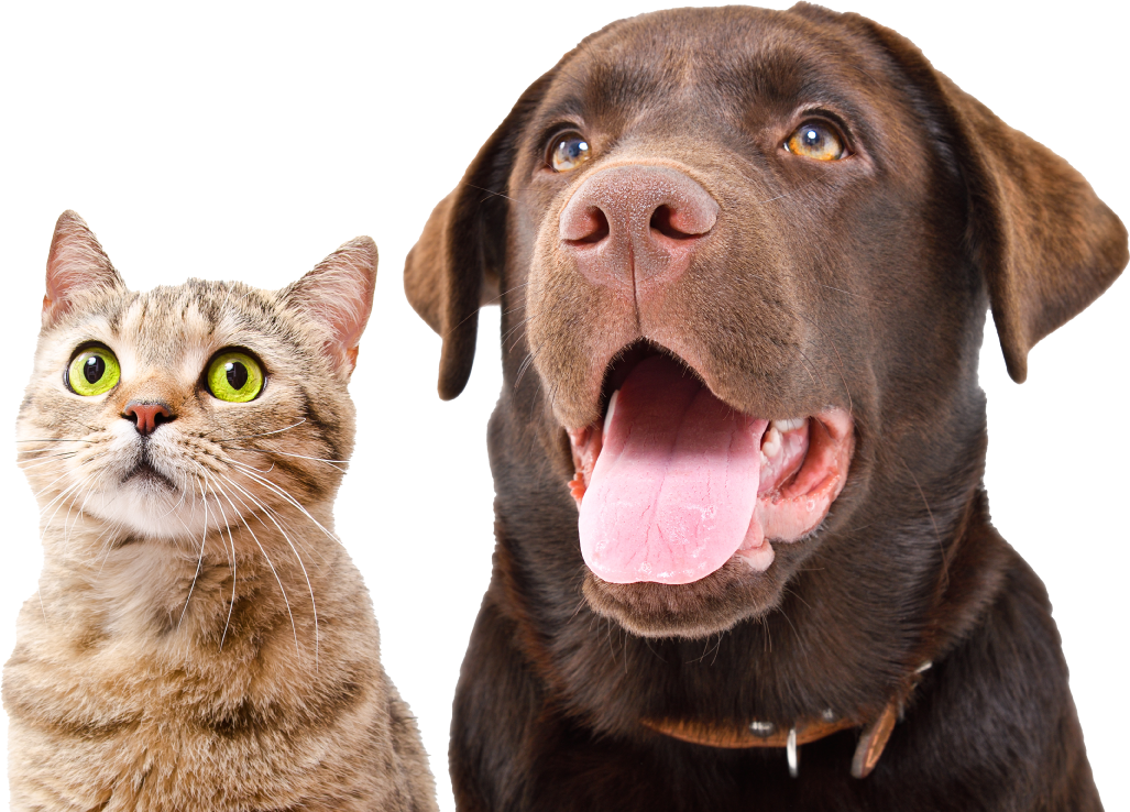 Perro-y-gato